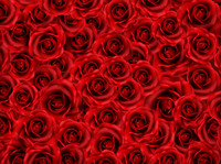 Roses01