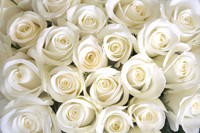Roses05