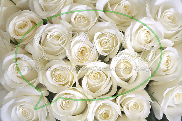 Roses05
