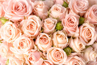 Roses06