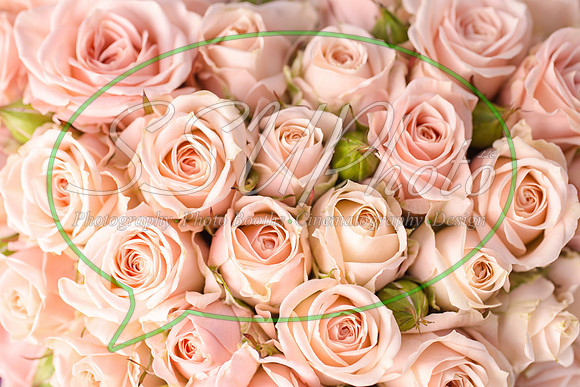 Roses06