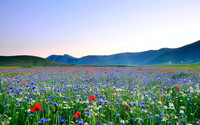 Landscapes9