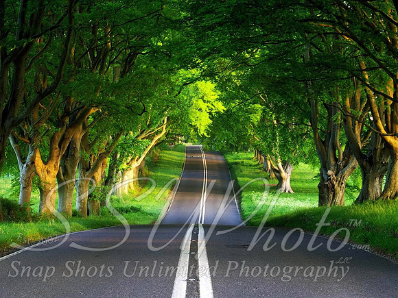 Landscapes31