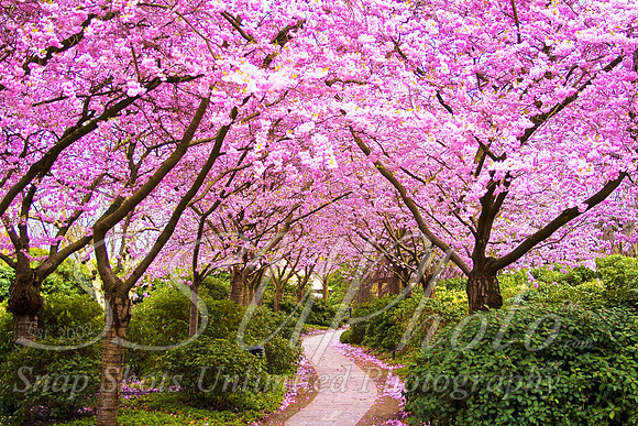 Landscapes27