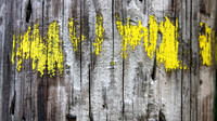 Wood9