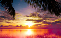 Tropical8