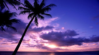 Tropical2