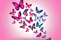 butterfly4