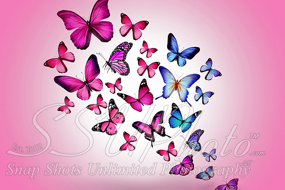 butterfly4