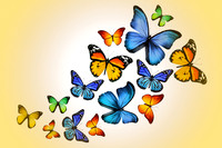 butterfly5
