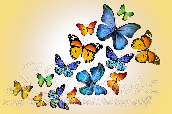 butterfly5