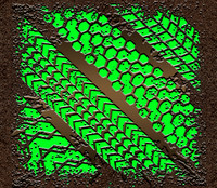 MudtracksElectricgreen
