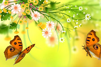 butterfly6