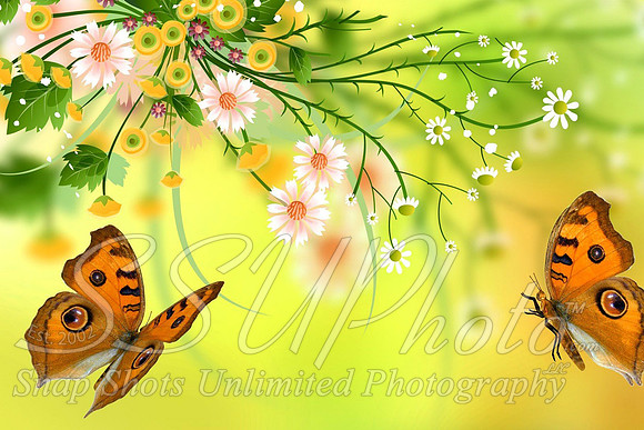 butterfly6