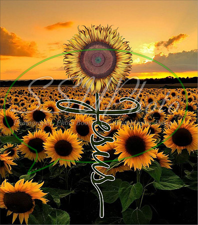 Sunflowers08