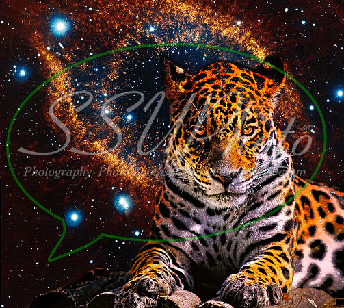Galaxytiger