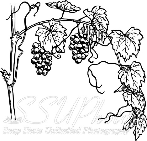 1240160072267936477warszawianka_Grapevine_1.svg.hi