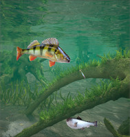 3d Fishing10