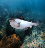3d Fishing8