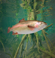 3d Fishing12