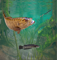 3d Fishing6