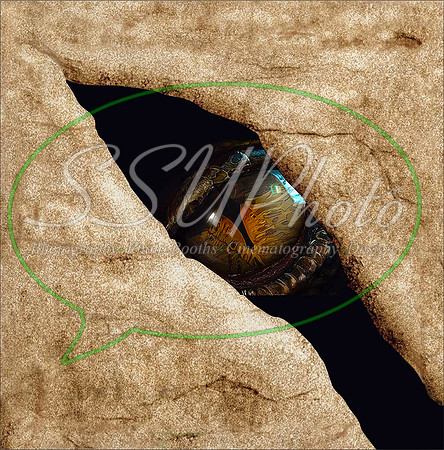 DragoneyesTurn6