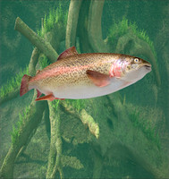 3d Fishing7