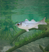 3d Fishing9