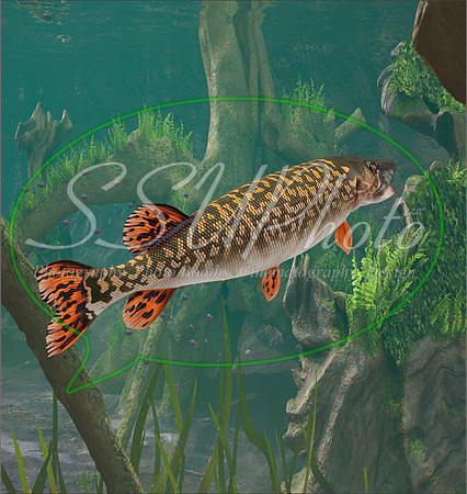 3d Fishing5