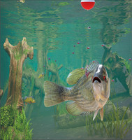 3d Fishing4