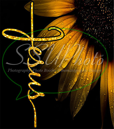 Sunflowers05