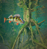 3d Fishing11