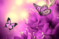 butterfly10