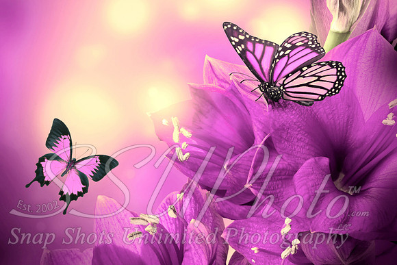 butterfly10