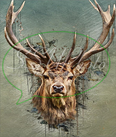 Huntings15