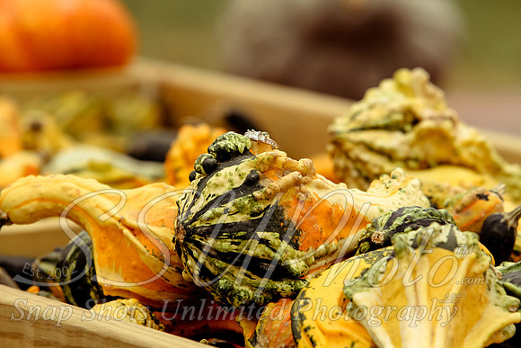 0149fallphotos2013