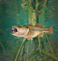 3d Fishing13